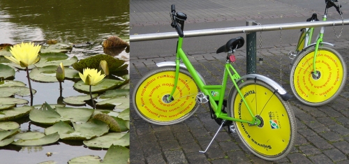 Water lilies in the Mason Park wetlands (Photo: Milt Gray), public bikes (Wikimedia Commons)