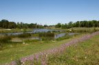 Planted wetlands help protect Brays Bayou