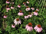 Purple Coneflowers Image