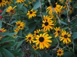 Rudbeckia 'Goldstrum' Image