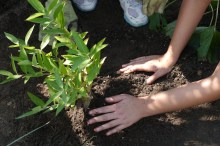 Girl Scouts plant a rain garden