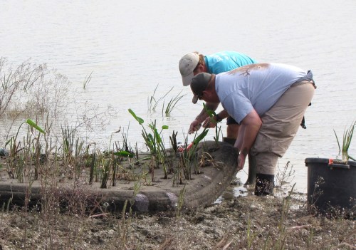 smFloating Wetlands-HBrown (16)