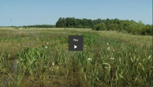 NewBernNC_wetland