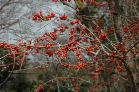 Possumhaw Holly