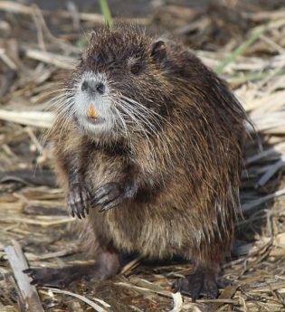 546px-Myocastor_coypus_standing