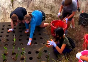 Texas floating wetland planting