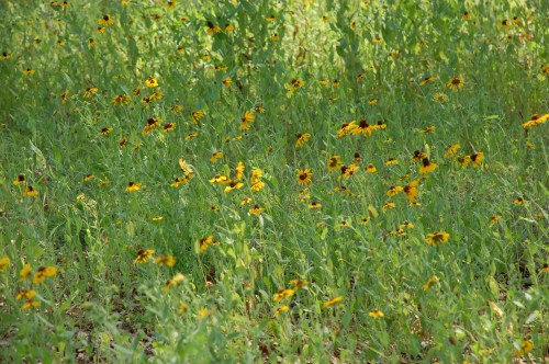 Black Eyed Susan DSC_3563