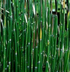 sq-equisetum_hyemale_wiki
