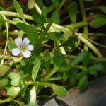sq_bacopa_monnieri_wiki