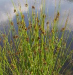 sq_juncuseffusus_wiki