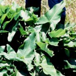 sq_peltandra_virginica_wiki