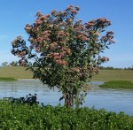 sq_pluchea_camphorata-edwards