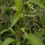 sq_polygonum_hydropiper_wiki