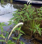 sq_saururus-cernuus-edwards