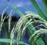 sq_zizaniopsis_miliacea_wiki