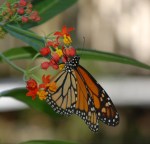 Monarch Butterfly on Milkweed&nbsp;2